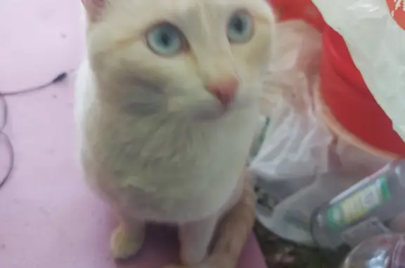Кошка найдена на улице Желябова, Иркутск