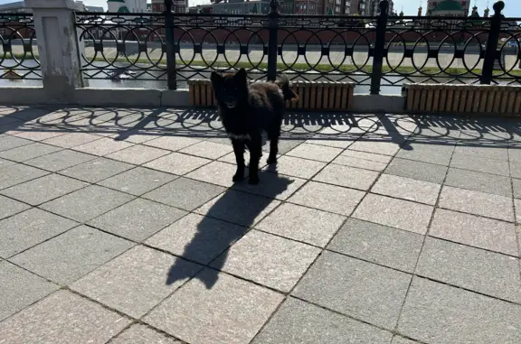 Найдена собака на Патриаршей площади