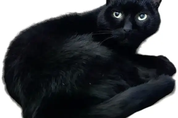 Потерянные животные Санкт-Петербург, фото: Пропала кошка на Гладышевском проспекте 38 к2