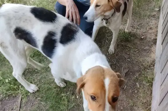 Найдены две собаки в Удмуртии, похожие на русских гончих