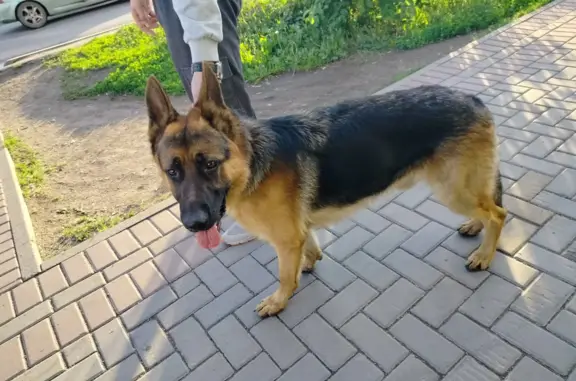 Найдена собака на Береговой улице, Томск