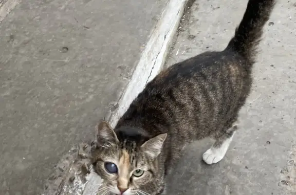 Найдена кошка на улице Свободы, 13 в Кемерово