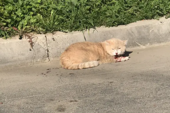 Кошка найдена на улице Жуковского, 4