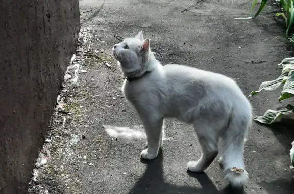 Найдена кошка на Волжском бульваре, окрас белый