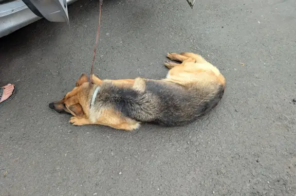 Найдена собака, Ростов-на-Дону, фото: Найдена сука Немецкая овчарка на ул. Вити Черевичкина, Ростов-на-Дону