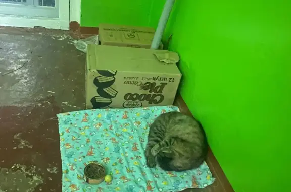 Найдена ласковая кошка на Красноармейской, 100