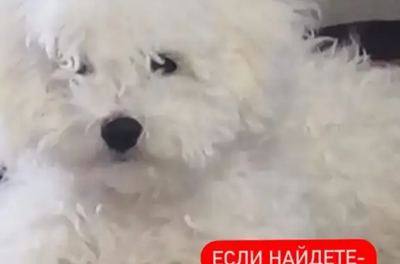 Пропала собака Бекки в Новосибирске, вознаграждение!
