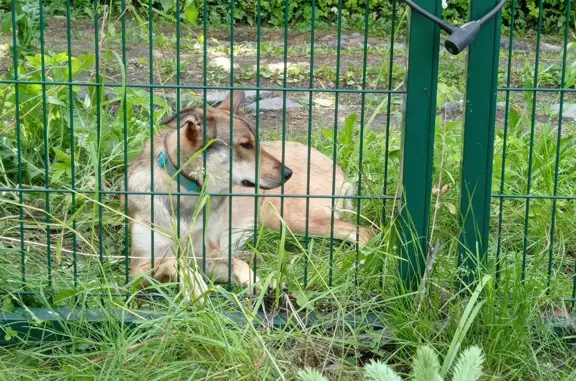 Найдена пугливая собака Метис в Морозовском городском поселении