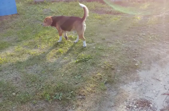 Найдена собака в Головинском поселении, Владимирская область
