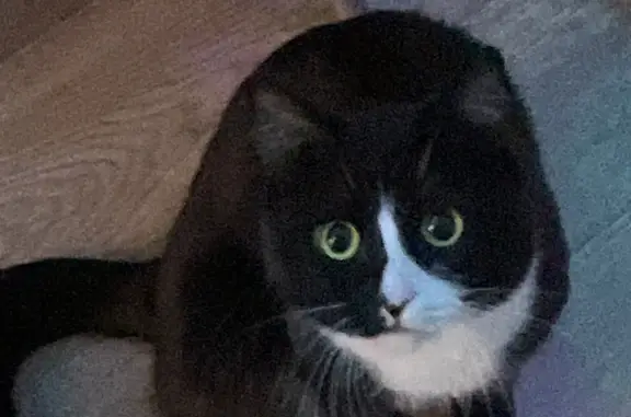 Пропала кошка Мальчик в Тобольске