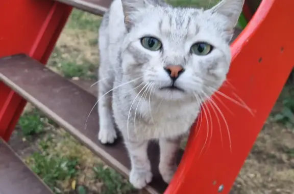 Пропала кошка на улице Гагарина в Ижевске