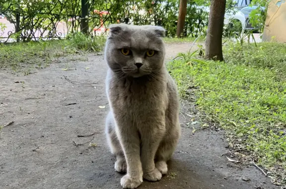 Найдена кошка на Загородном проспекте СПб