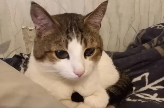 Потерянные животные Тверь, фото: Пропала кошка на улице Севастьянова, 15/6 (Тверь)