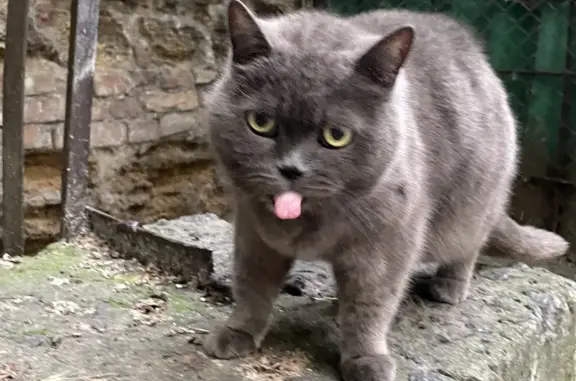 Найден кот британец на ул. Шаумяна, Ростов