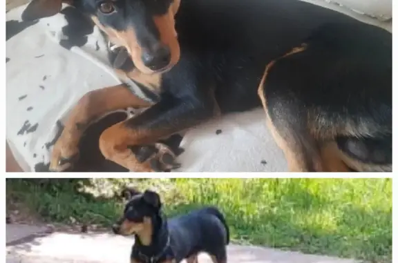 Пропала собака в районе Пионерного и 2мкр, нужна помощь