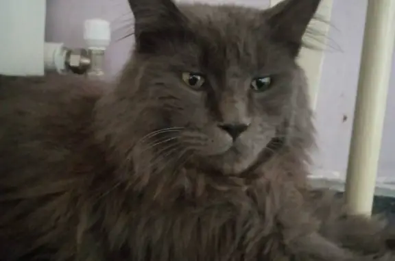 Пропал серый кот Рокки на ул. С. Джанбровского, 11 (тел. 89222285000)