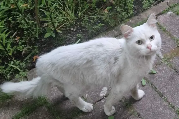 Белый ручной кот найден на Молодёжной, 6