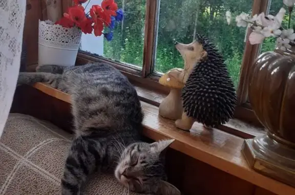 Кошки потеряшки, Санкт-Петербург, фото: Потеряшка кошка Ася на пр. Большевиков, 53 к1, СПб.