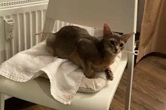 Потерянные животные Санкт-Петербург, фото: Пропала кошка на Северном проспекте, 6 к1