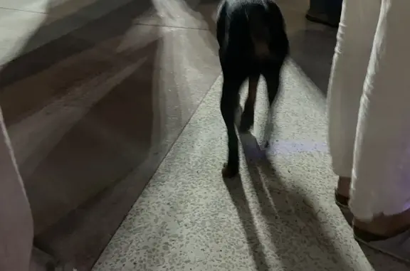 Найдена собака на ул. Советская, 65 в Сочи