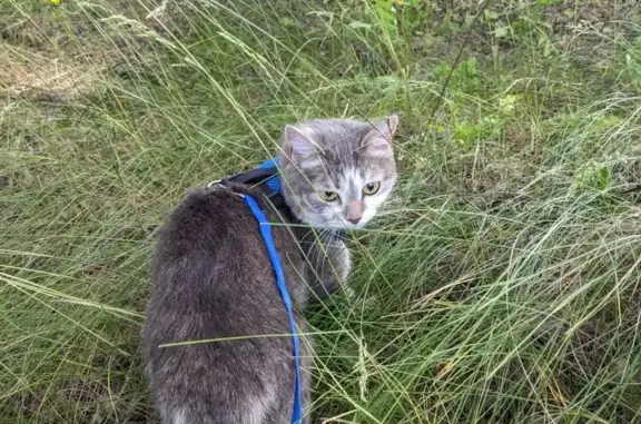 Пропала кошка в Тульской области, вознаграждение гарантировано