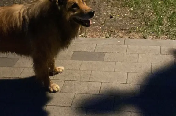 Собака потерялась на Тайнинской улице, Москва.