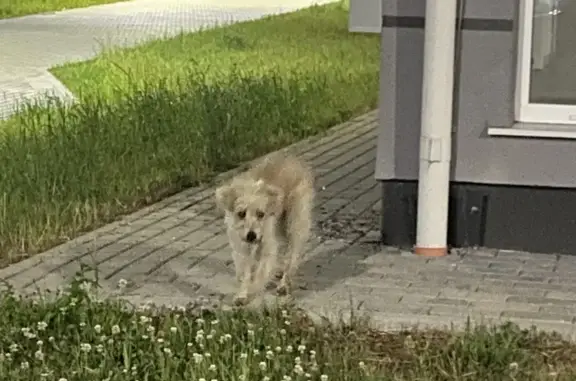 Собака найдена на ул. Осенняя 27К-090, ЖК Ласкино