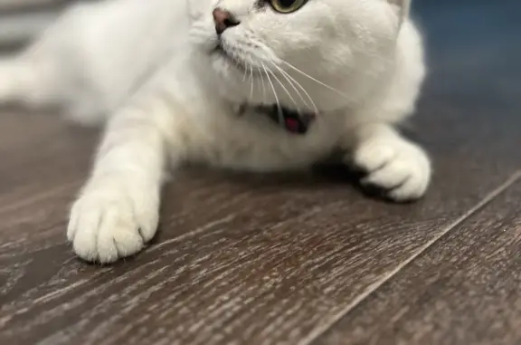 Кошки потеряшки, Санкт-Петербург, фото: Потеряшка кошка на Наличной, 36 к3