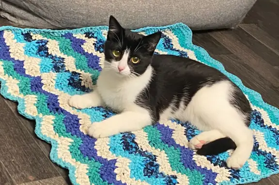 Потерянные животные Санкт-Петербург, фото: Пропала домашняя кошка на Гражданском пр. 128 к1, СПб