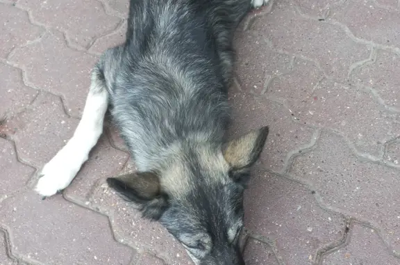 Собака найдена в Новых Химках на ул. Бабакина
