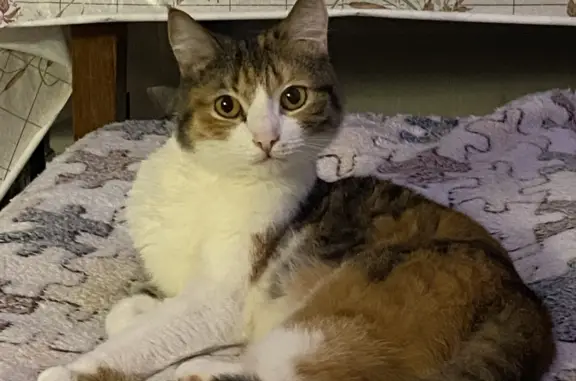 Кошки потеряшки, Санкт-Петербург, фото: Потеряшка трехцветная кошка на Маршала Жукова, 30 к2 литВ, СПб.