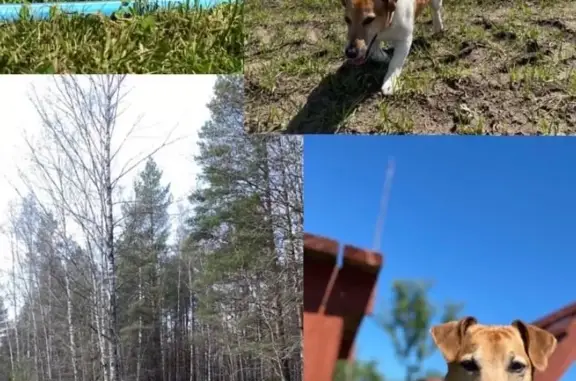 Пропала собака Оскар в лесу (46Н-03744)