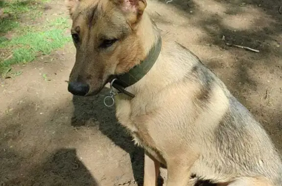 Пропала собака Найда в Краснореченском переулке, Хабаровск