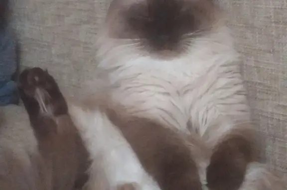 Пропал пушистый кот Оскар в Кадровике, Копейск