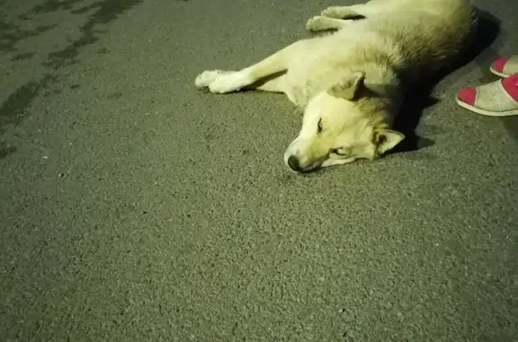 Найдена собака близкая к Хаски на улице Прибытково