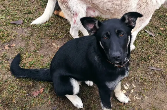 Пропала собака в Муромцевском поселении, Владимирская область