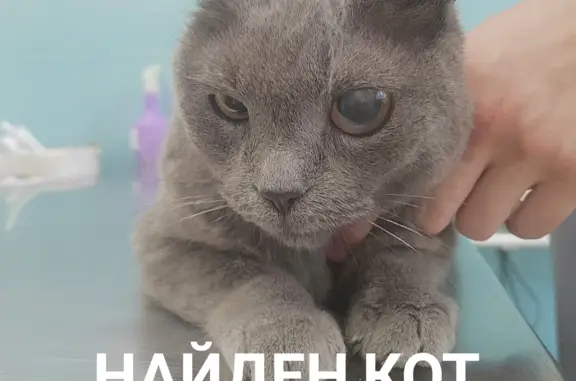 Найдена кошка на Пионерской улице в Королёве