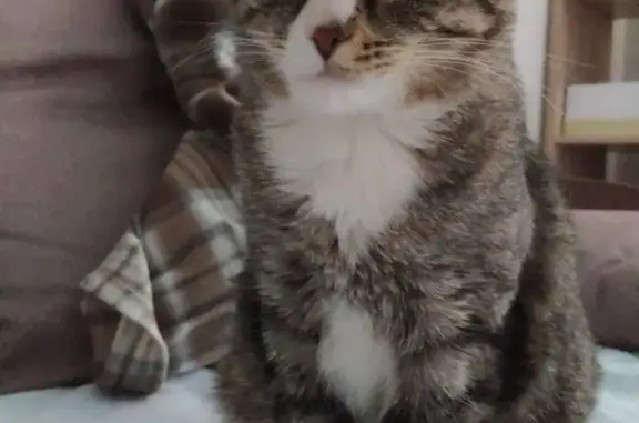 Кошки потеряшки, Санкт-Петербург, фото: Потеряшка кошка на В.О. 10-11 линии, 7, СПб