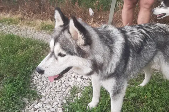 Собака Хаски найдена на Ключевой улице, Тула.