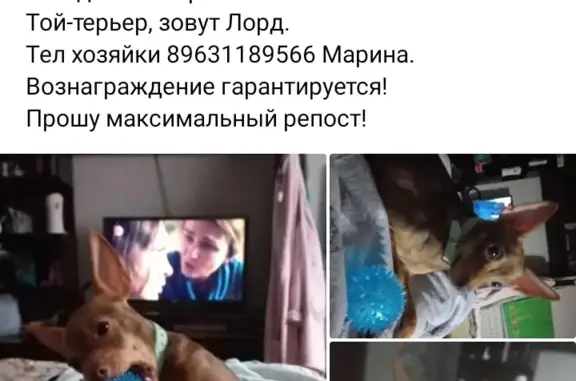 Пропала собака Лорд, вознаграждение 100%, ул. Дзержинского 25, Тольятти