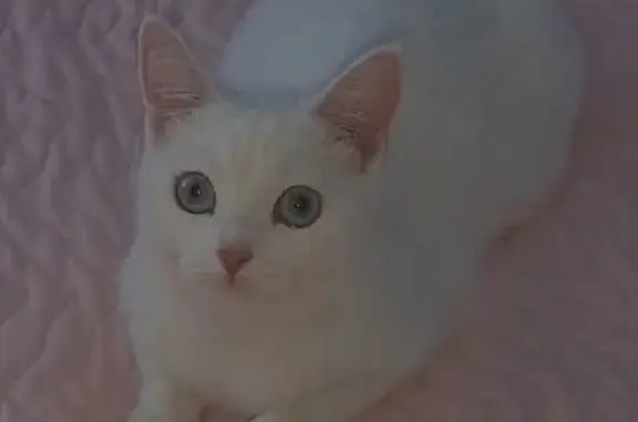 Потерянные животные Тамбов, фото: Пропала белая кошка в Тамбове на улице Селезнёвской