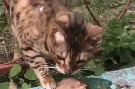 Найдена бенгальская кошка на ул. Красина, 21 в Москве