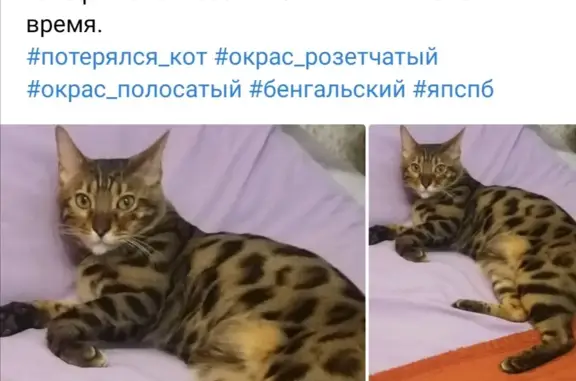 Кошки потеряшки, Санкт-Петербург, фото: Потеряшка бенгальская кошка на ул. Рихарда Зорге, СПб
