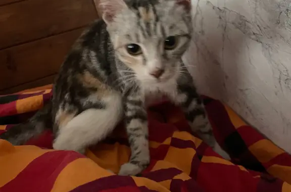 Найдена кошка на ул. Станкевича, 40 в Воронеже