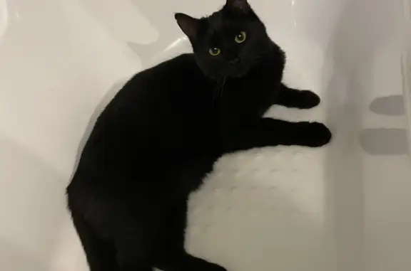 Пропала черная кошка Багира в Оболдино (46Н-13032)