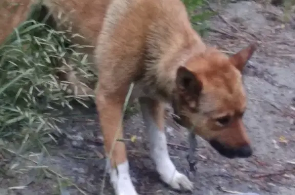 Найдена собака на лесной дороге, СНТ Еланцы, Свердловская область