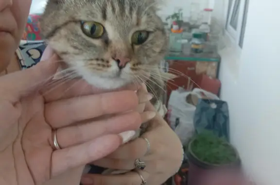 Найдена кошка на Иркутском тракте, Томск