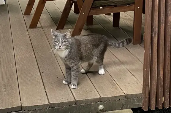 Пропал серый котик в районе ЗЭС Челябэнерго