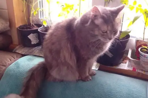 Пропала сибирская кошка в Московской области.
