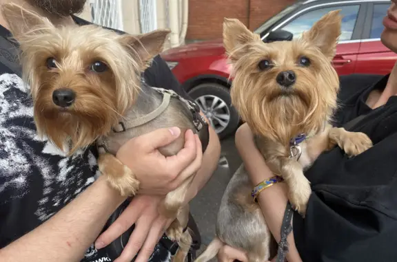 Найдена собака, Санкт-Петербург, фото: Найдена собака по адресу Ленинский проспект, 72 к1